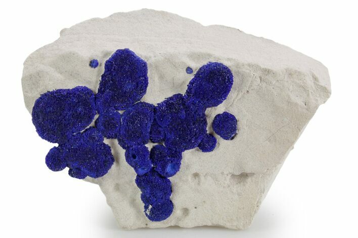 Vibrant Blue Azurite Suns on Siltstone - Australia #361241